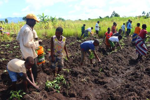 Schoolchildren from 4th to 6th grades are planting orange-flashed sweet potato vines in the school garden.