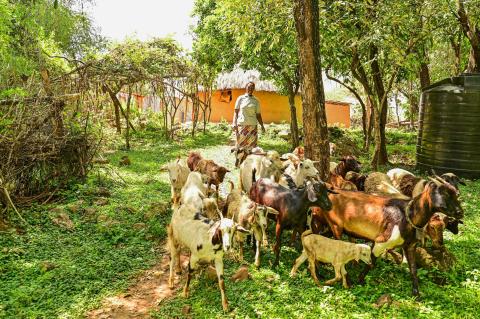 With indigenous grass now growing on their farm, Irene’s family no longer has to walk nearly 20 kilometers to find pasture for their livestock.©World Vision Photo/Hellen Owuor