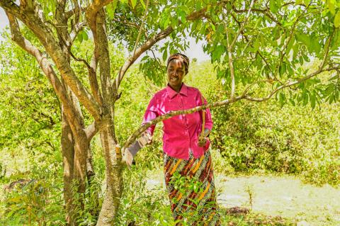 Irene learned to prune trees to balance shade and sunlight, creating better conditions for healthier crops. ©World Vision Photo/ By Hellen Owuor