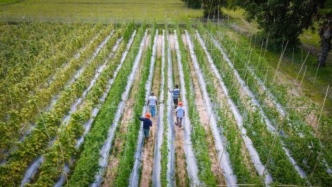 An arial shot of four people walking through a field of crops