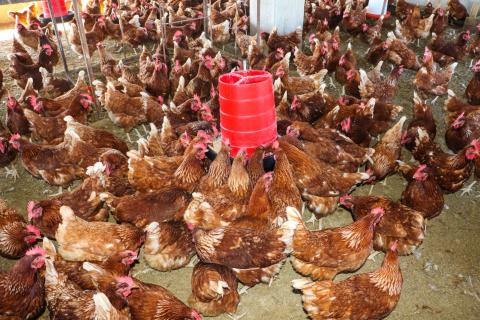 Chickens feeding in the morning