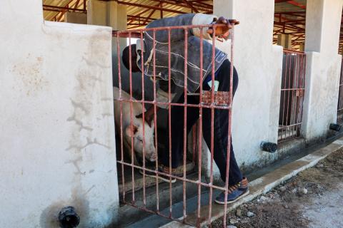 Bukasa enters the pigsty during routine checks on the growing herd.