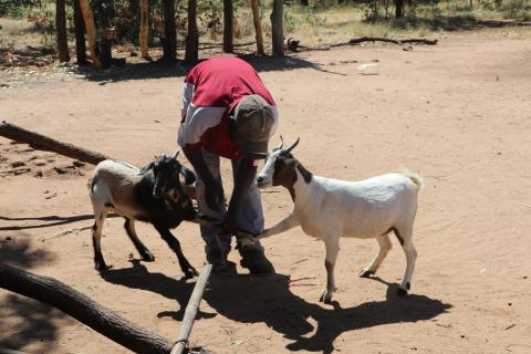 Shepherd ( Answer's father) is pleased with the goats he received.