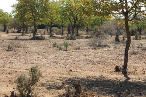 Covela village, Gaza Province, Mozambique