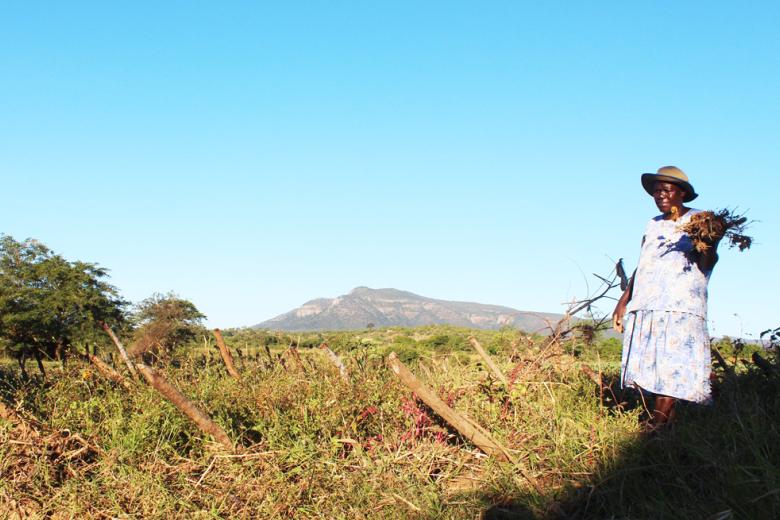 Lynette Mupunga’s tomato crop after Cyclone Idai