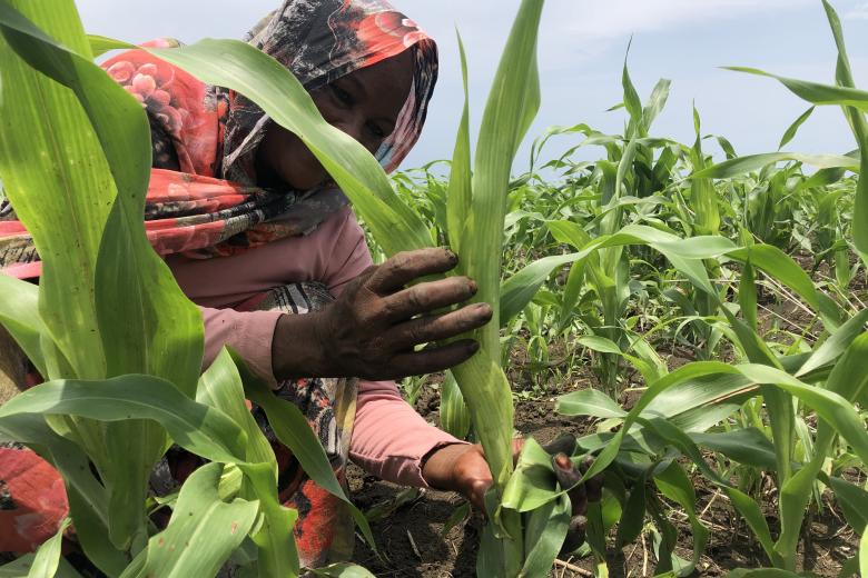 Aisha is one of the smallholder farmers that have received support through an EC funded project to grow high yielding sorghum
