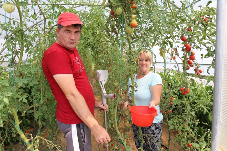 Mirsad, landmine accident survivor, helps his wife harvest the tomato.