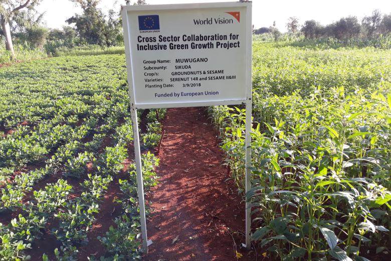 Groundnut and sesame garden where organic pesticides is applied.