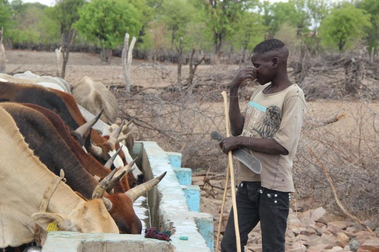 Child forced to spend months in the bush with cattle following drought in Angola