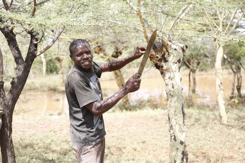 Farmer Managed Natural Regeneration (FMNR) technique boosts the productivity of acacia trees that generate high income for farmers. ©World Vision Photo/Zipporah Karani