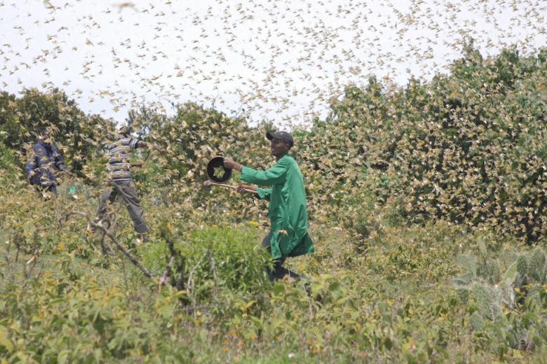Communities fleeing swarms of locusts in Laisamis Kenya
