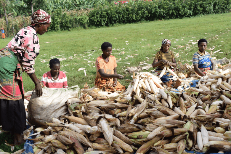 Some of the farmers who are part of Icyerecezo maize producer cooperative prepare the maize after harvest