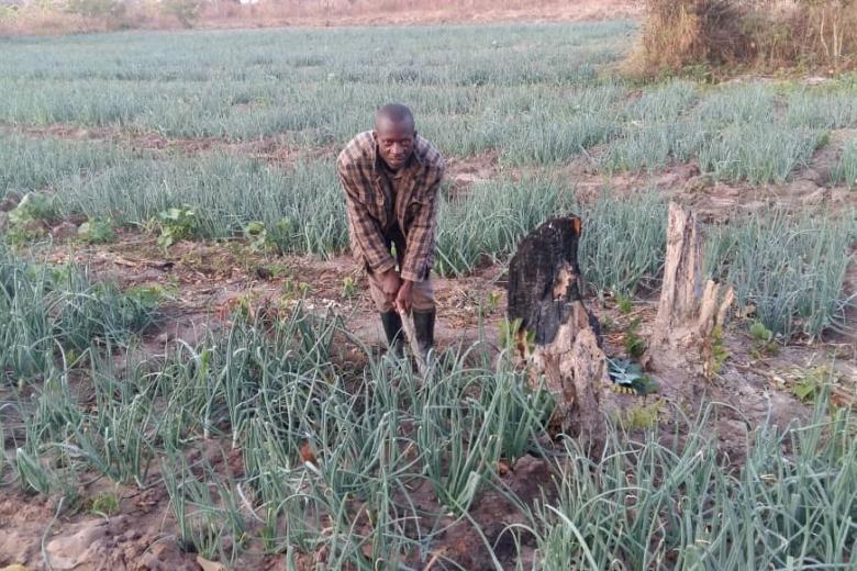 Onion field cultivated by Mr Sampa