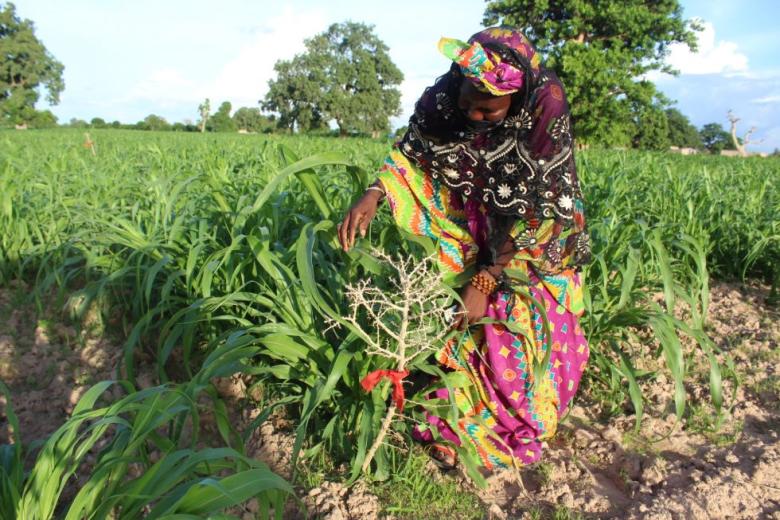 A-farmer-from-Kawitiane-village-explaining-the-steps-of-FMNR-during-the-projects-joint-reflection-and-learning-mission.-Photo-Joseph-Bidiar-World Vision Senegal
