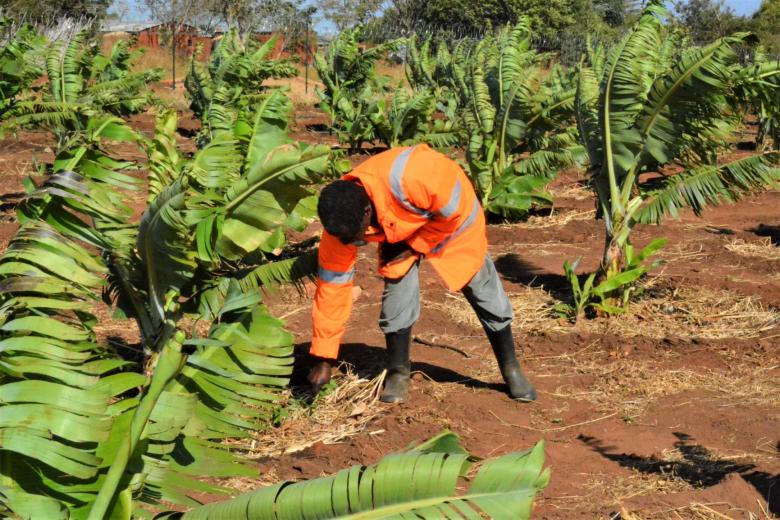 Chief Mbang'ombe in the banana plantation.