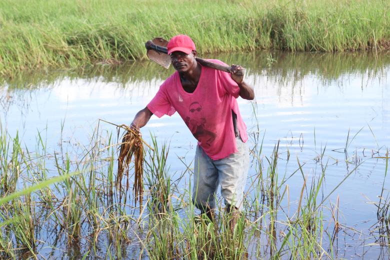 Maneca´s rice plantations are still submerged more than two weeks later after Eloise    