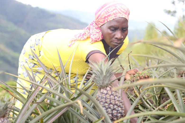 Beata busy working in the Pineapple plantation