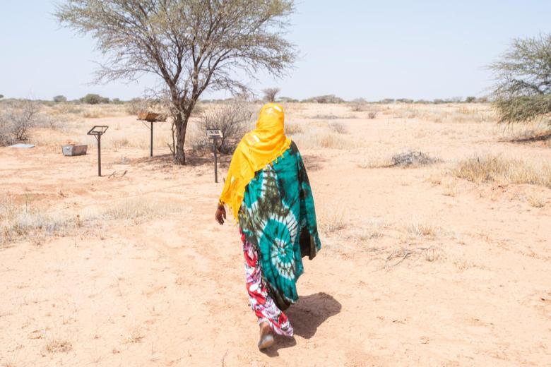 Somalia tree planting