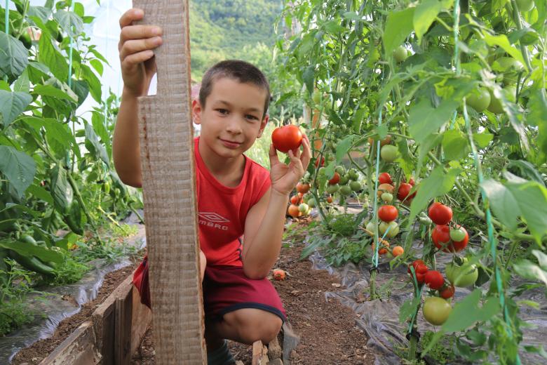 Vlado (8) picks tomato from a greenhouse
