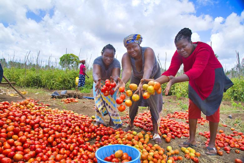 Tomatoes