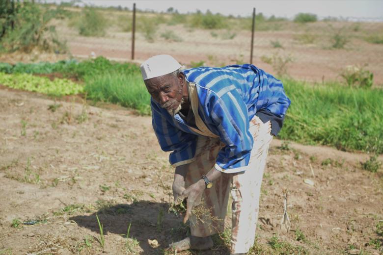 The old man in the market garden