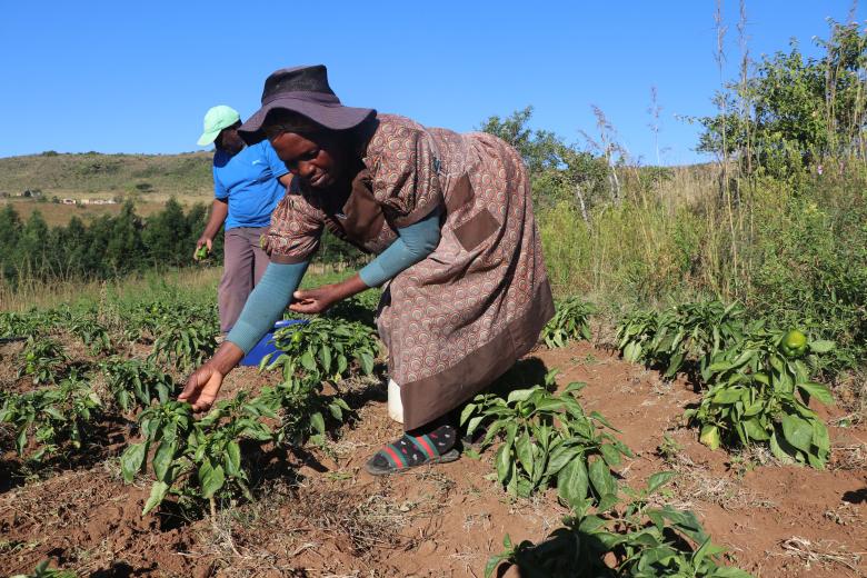 “Ezikhotheni Community Garden’ Dudu Msane