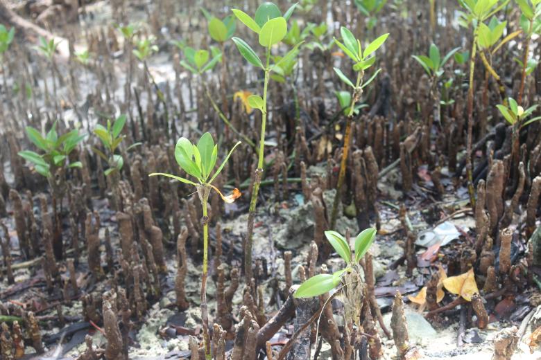 Mangrove