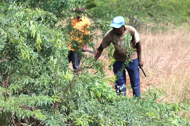 Communities harness benefits of the invasive mathenge trees (Prosopis Juliflora) by using them for animal feeds production and as a source of firewood for cooking and timber for making furniture.