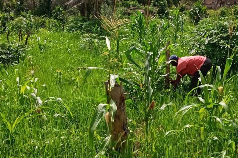 Pastor Planting