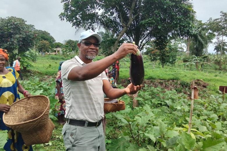 Aubergine harvest impressed visitors with the quality of the produce.