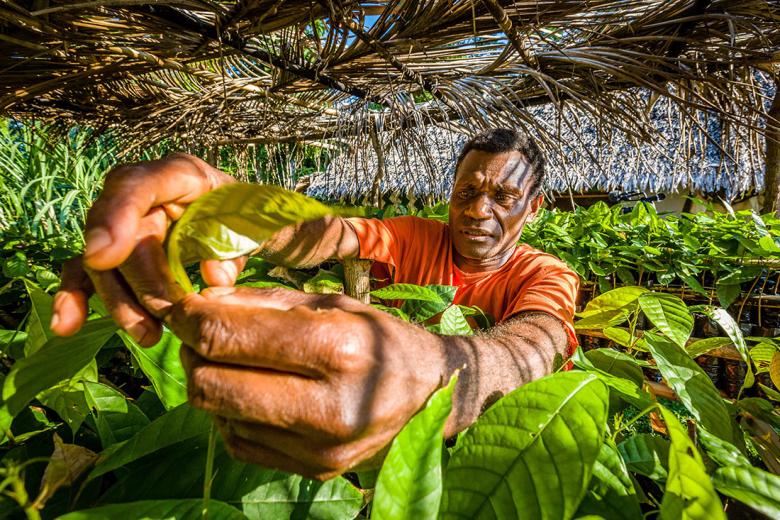 Moli, sponsored by World Vision, picks home grown cocoa beans for his delicious cholocate.