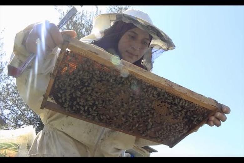 Lina's Beehive Project - Persistence is Key to Success