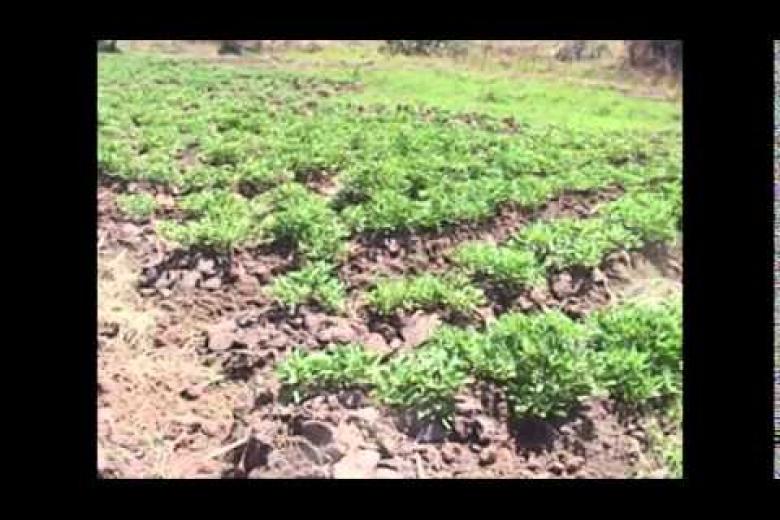 Harvest Plus  WorldVision interventions in GULU highlights