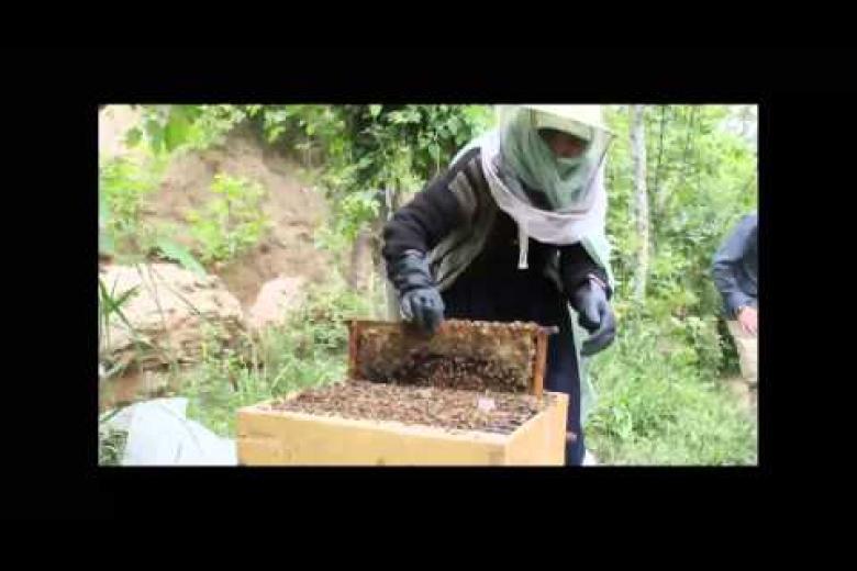 Beekeeping - Afghanistan-style!