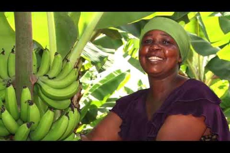 Banana Value Chain