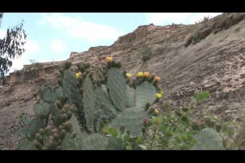 The DryDev Project in Ethiopia | World Vision Australia