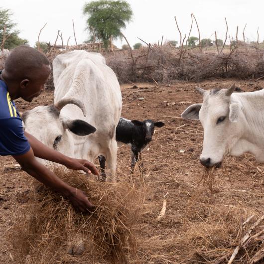 A farmer in East Darfur, trained by World Vision Sudan on improved livestock keeping, feeding his cattle