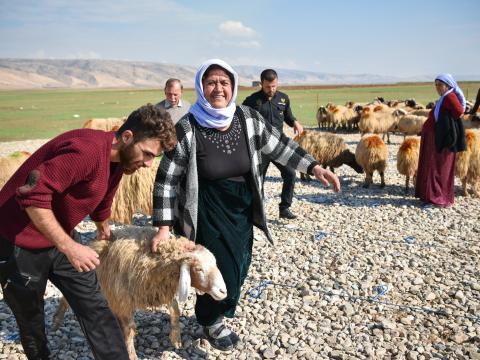 Livelihoods distribution
