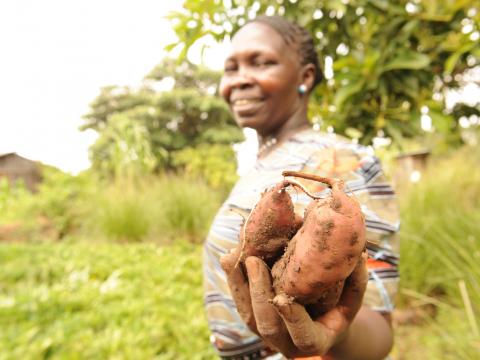 Orange Fleshed Sweet Potato-World Vision’s work in Kenya for ENRICH