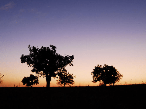 Silhouetted trees at sunset