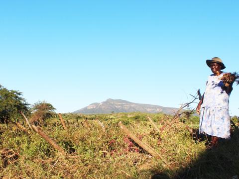 Lynette Mupunga’s tomato crop after Cyclone Idai