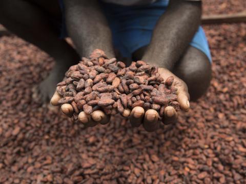 Families in Papua New Guinea harvest cocoa