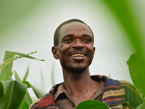 acklas in his maize field 