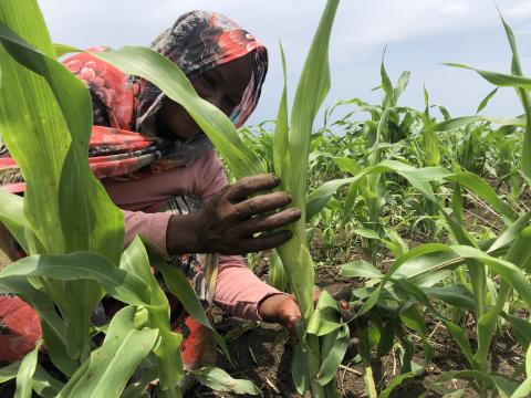 Aisha is one of the smallholder farmers that have received support through an EC funded project to grow high yielding sorghum