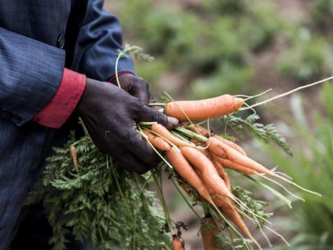 Ethiopian farmer holding carrots