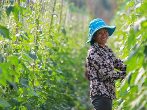 Khmer woman on her farm picks beans from rows of crops