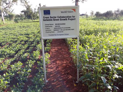 Groundnut and sesame garden where organic pesticides is applied.