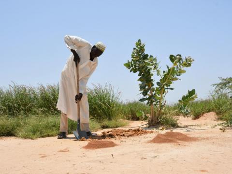 Fighting desertification