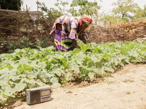 CTA and EU Project Accelerating agriculture in Mali