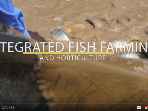 Integrated Fish Farming